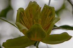 20150616 8373VRAw [D~RI] Tulpenbaum (Liriodendron tulipifera), Rinteln