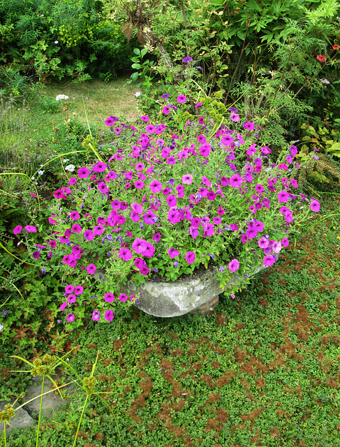 Petunias' Great Dixter.