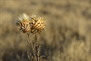 Companheiras... Cynara cardunculus