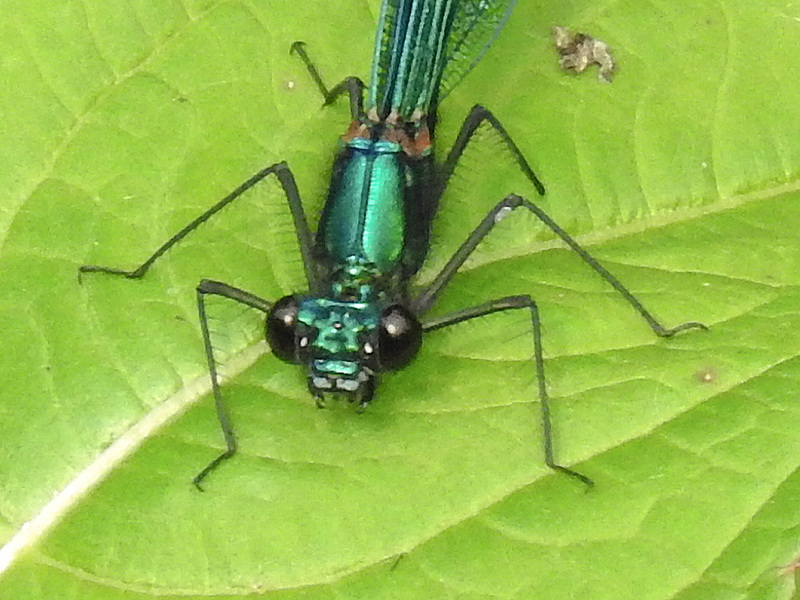 20170611 1812CPw [D~LIP] Gebänderte Prachtlibelle (Calopteryx splendens) [m], UWZ, Bad Salzuflen