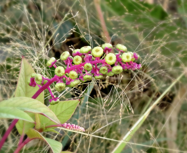 Pokeweed (Phytolacca americana)