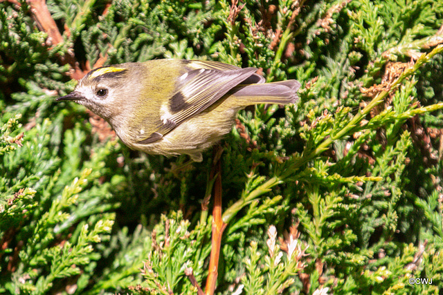 The Goldcrest family are back in residence