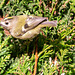 The Goldcrest family are back in residence