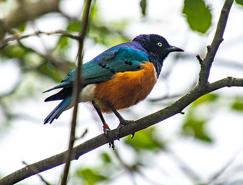 Superb starling