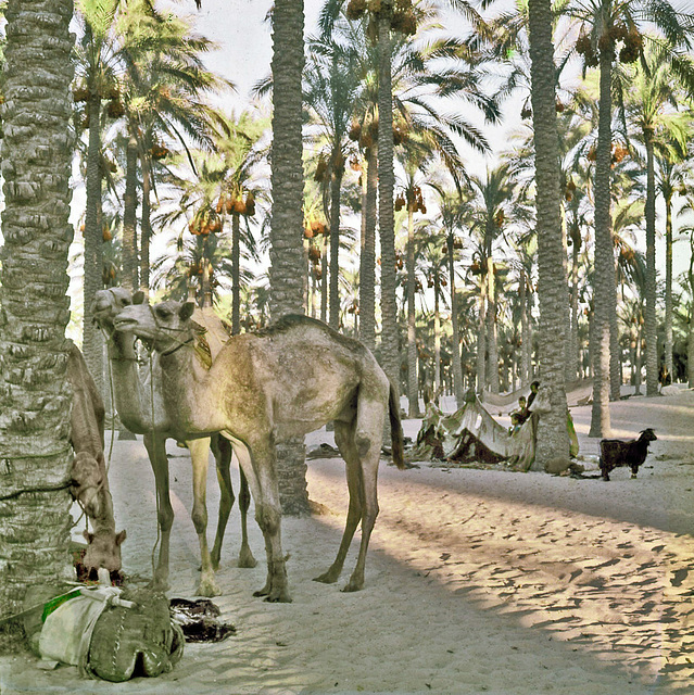 El Arish in  1974