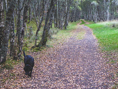 ON the high embankment of the Dava Way a few miles south of Forres