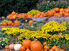 Pumpkins & Mums