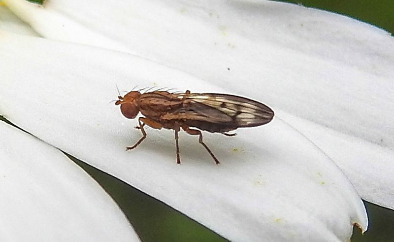 20200614 8524bCPw [D~LIP] Grasfliege (Opomyza germinationis), BS