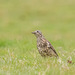 Mistle thrush