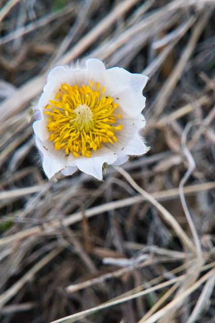 crocus bloom