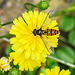 20230625 1275CPw [D~LIP] Kleinköpfiger Pippau (Crepis capillaris), Hain-Schwebfliege (Episyrphus balteatus), Bad Saluflen