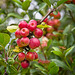 Crab Apples