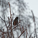 20250402_Vogel vom Fenster