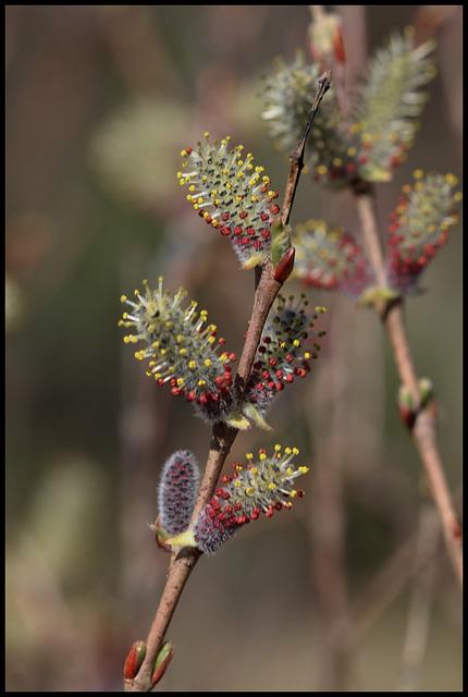Salix purpurea