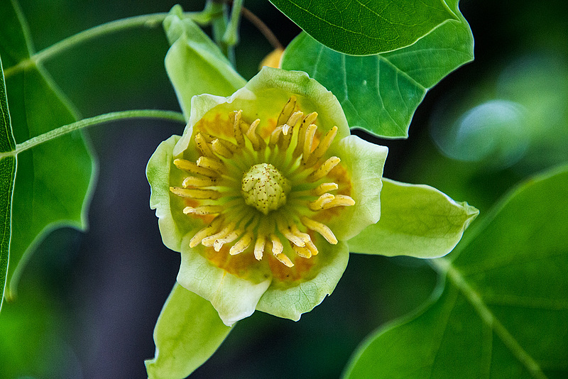 20150616 8375VRAw [D~RI] Tulpenbaum (Liriodendron tulipifera), Rinteln