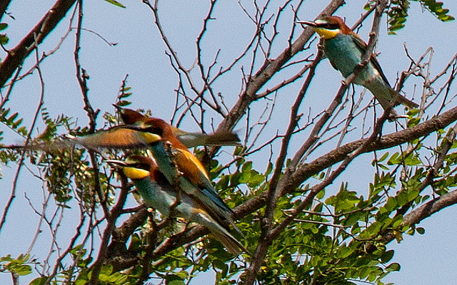 20170516 2952VRTw [A] Bienenfresser (Merops apiaster), Neusiedler See, [Oslib-Rust]