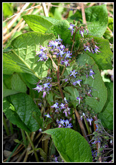 Trachystemon (3)