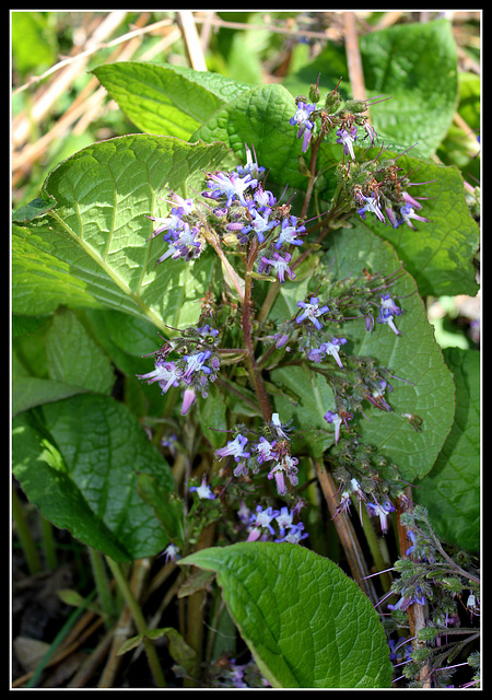 Trachystemon (3)