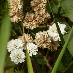 Sneezewort Yarrow / Achillea ptarmica