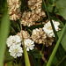Sneezewort Yarrow / Achillea ptarmica