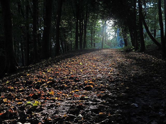 Herbst im Witthausbusch
