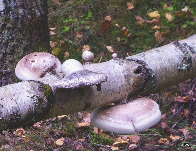Birch Brackets/Polypores