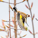 Goldfinch