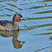 Little Grebe - Tachybaptus ruficollis