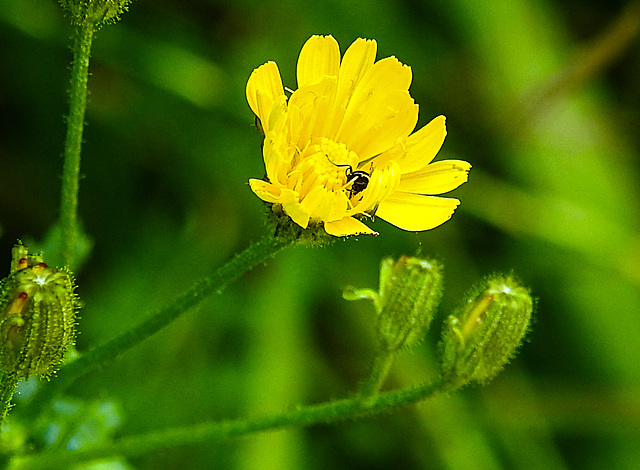 20230625 1282CPw [D~LIP] Kleinköpfiger Pippau (Crepis capillaris), Insekt, Bad Saluflen