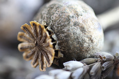 Blick in meine Schatztruhe...