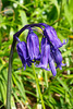 Bluebell closeup