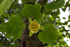 20150616 8377VRAw [D~RI] Tulpenbaum (Liriodendron tulipifera), Rinteln