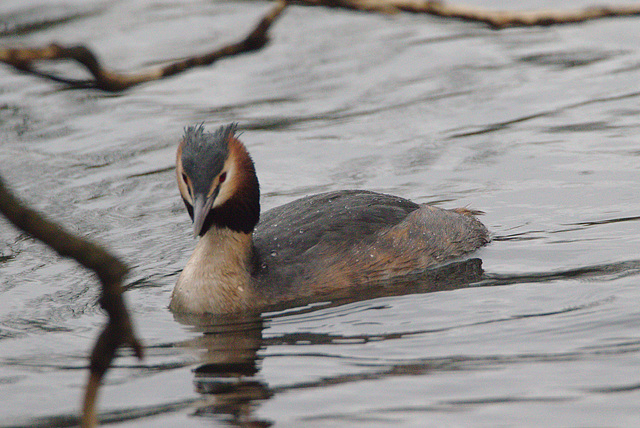 EF7A1135greatcrestedgrebe