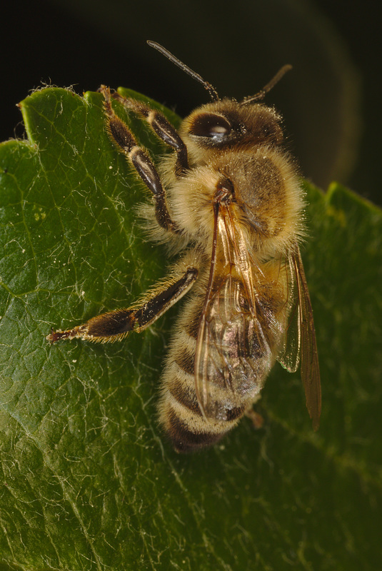 EF7A9599honeybee
