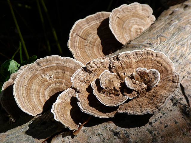 Growing on a log