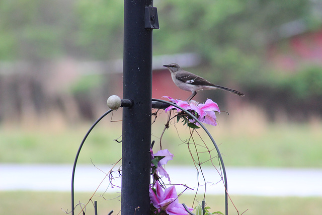 a visitor perched on a Clemantis bloom...:)