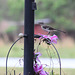 a visitor perched on a Clemantis bloom...:)