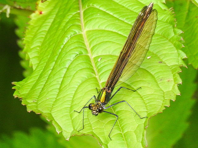 20170611 1814CPw [D~LIP] Gebänderte Prachtlibelle (Calopteryx splendens) [w], UWZ, Bad Salzuflen