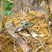 Yellow-throated vireo