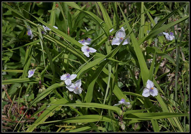 Tradescantia 'Osprey'