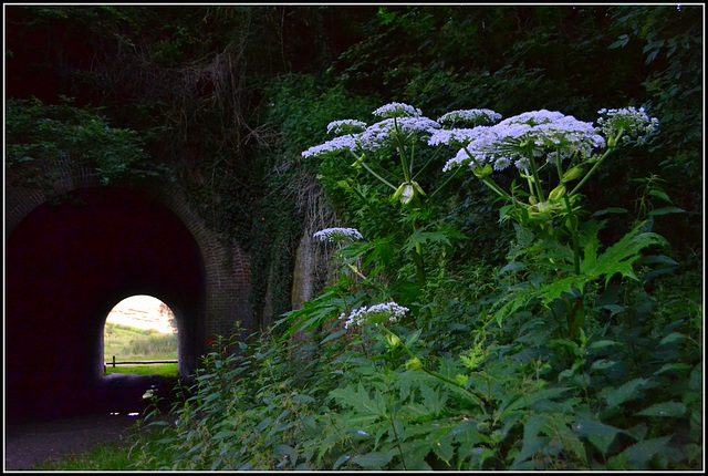 Tunnel Flower