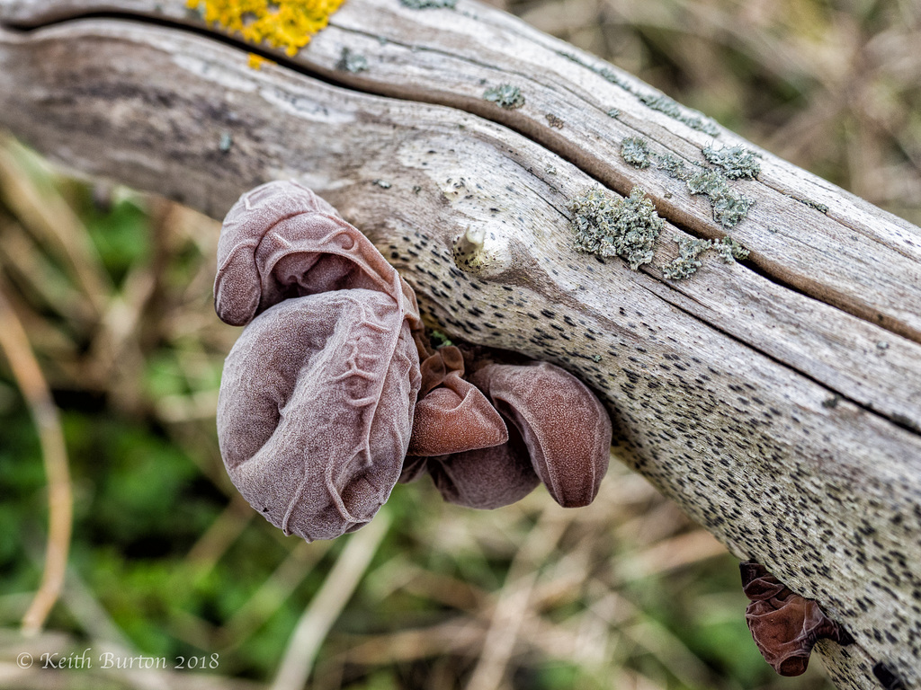 Auricularia Auricula - Judae