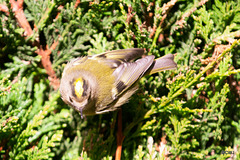 The Goldcrest family are back in residence