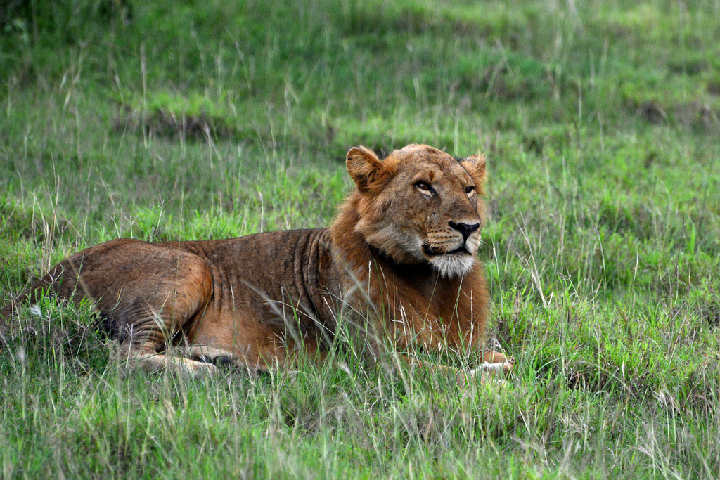 Ugandan Savannah in the Evening, a Young Lion Resting in the Grass