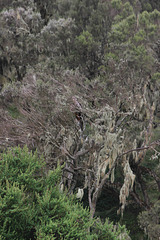 Lichens on trees in the Simien Mountains