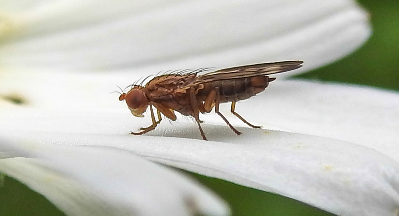 20200614 8529CPw [D~LIP] Grasfliege (Opomyza germinationis), BS