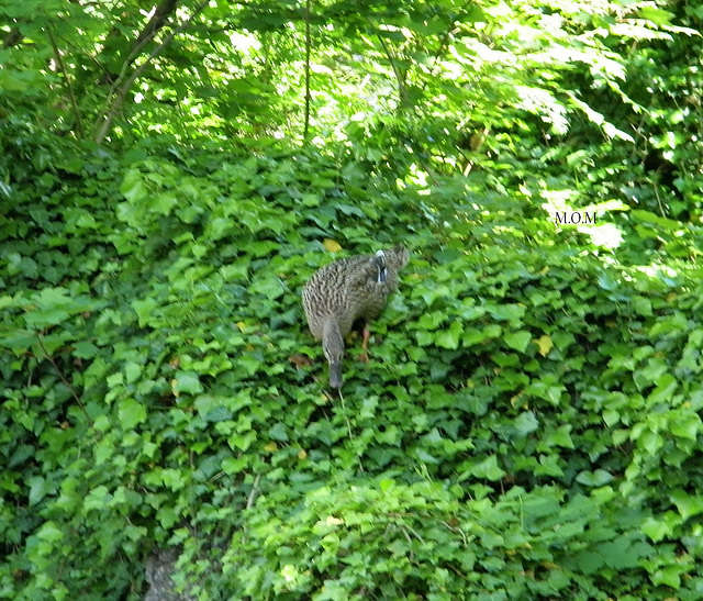 Descente**************j'y vais ou pas ?