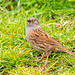 Dunnock