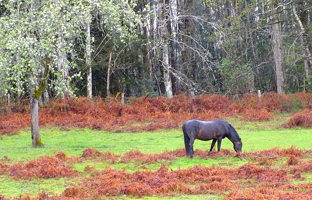 Cheval noir sous la pluie