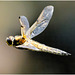IMG 9829-CR3 DxO DeepPRIMEDragonfly